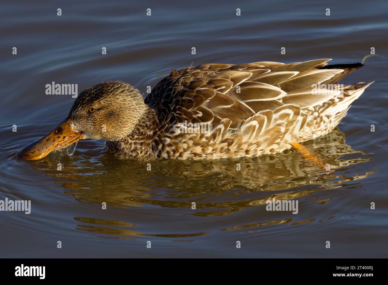 Dieses Foto zeigt eine Nordschaufel (weiblich) an einem Wintermorgen. Die Weibchen haben eine bräunliche Farbe mit einem leuchtend orangen Schnabel und Beinen. Stockfoto