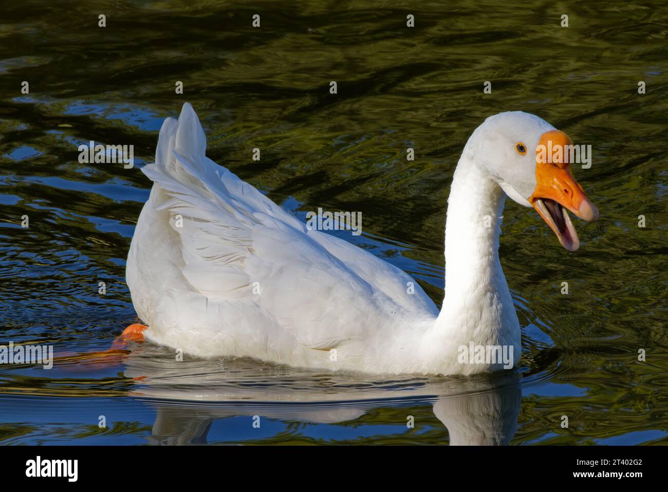 Dieses Foto zeigt eine weiße Chinesische Gans an einem Herbstmorgen. Viele Menschen halten die weiße chinesische Gans für die schönste. Stockfoto