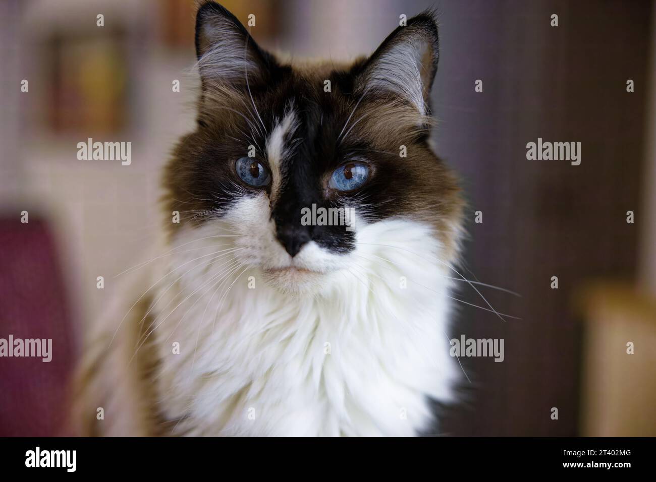 Ein wunderschönes flauschiges Katzenporträt Stockfoto