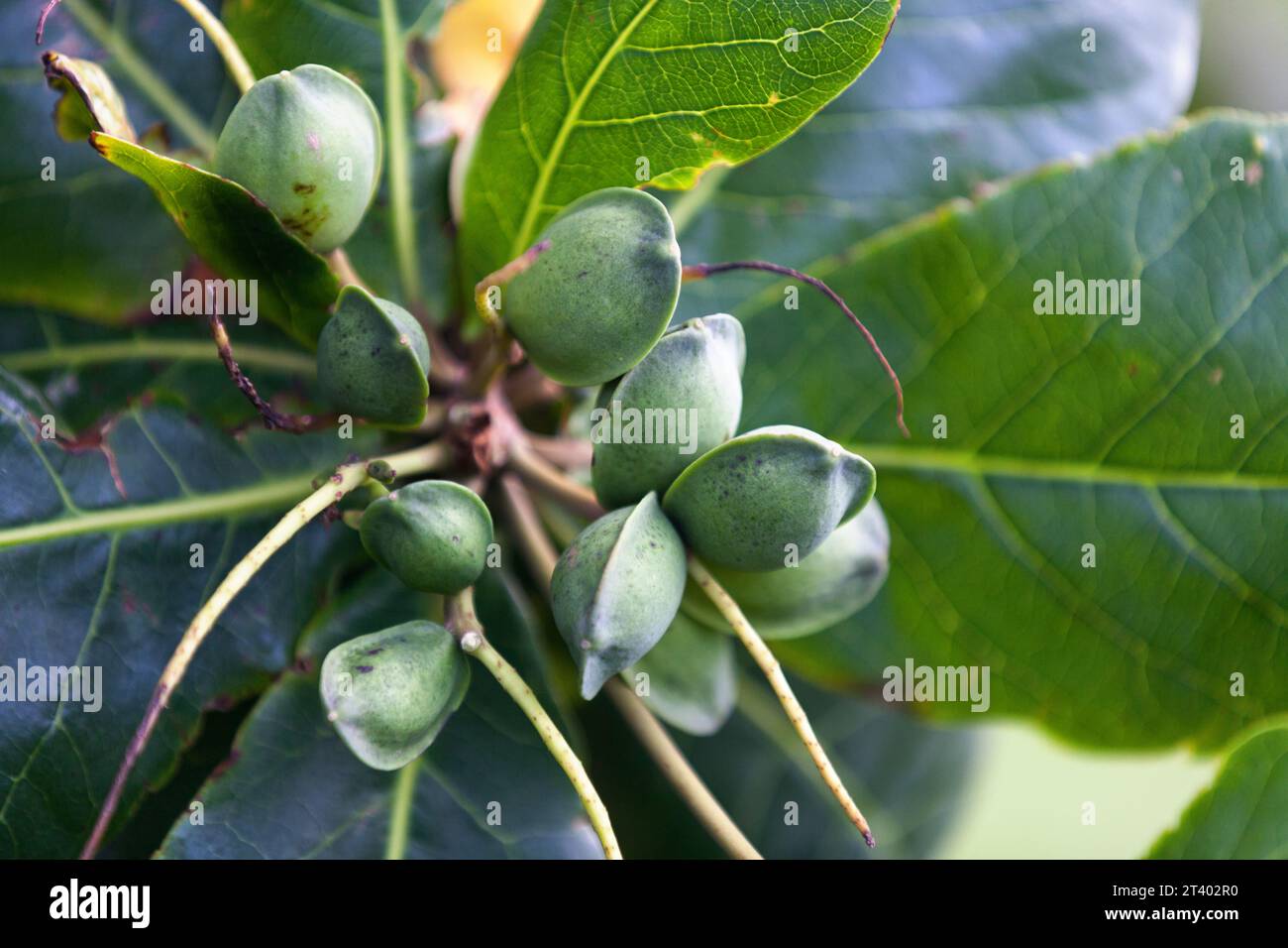 Die Terminalia catappa ist ein großer tropischer Baum aus der Familie der Bleibäume Combretaceae, der hauptsächlich in den tropischen Regionen Asiens, Afrikas, Afrikas, Stockfoto