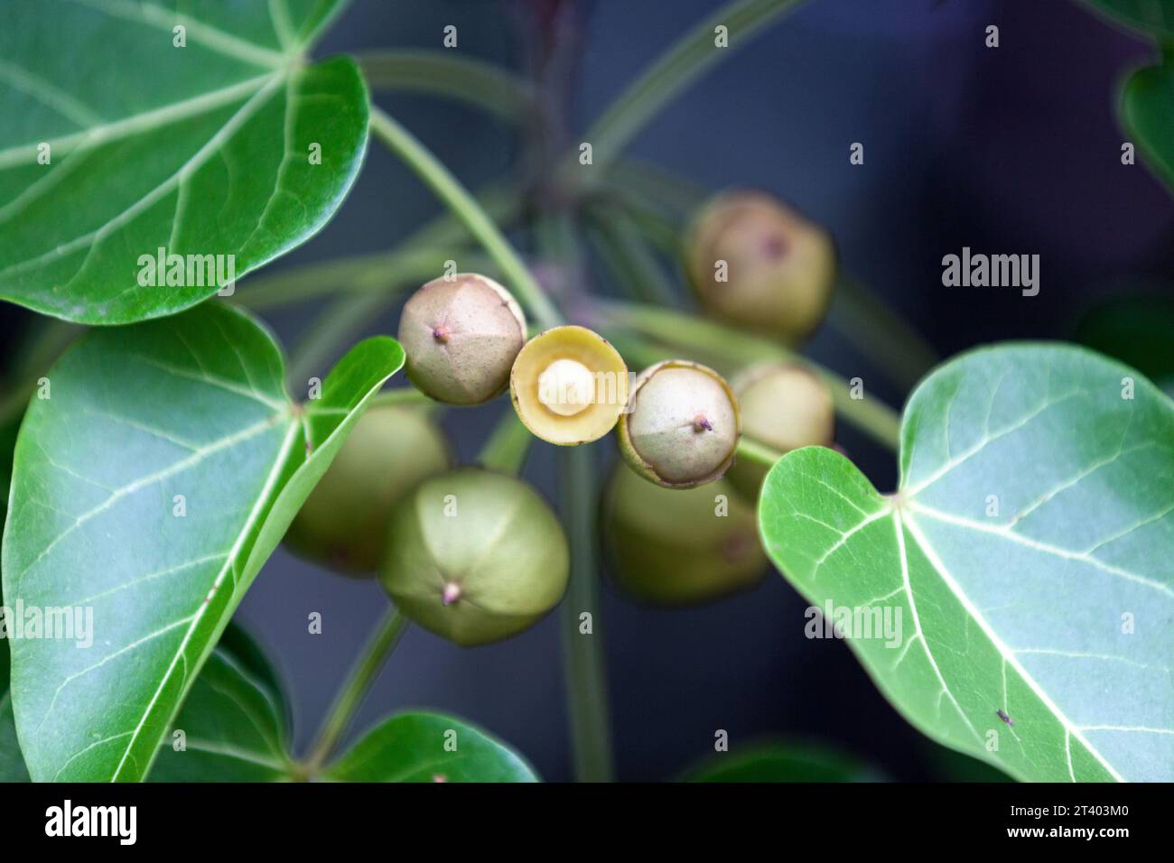 Die Thespesia populnea, allgemein bekannt als Portia-Baum, ist eine Art blühender Pflanze aus der Malvenfamilie Malvaceae. Stockfoto