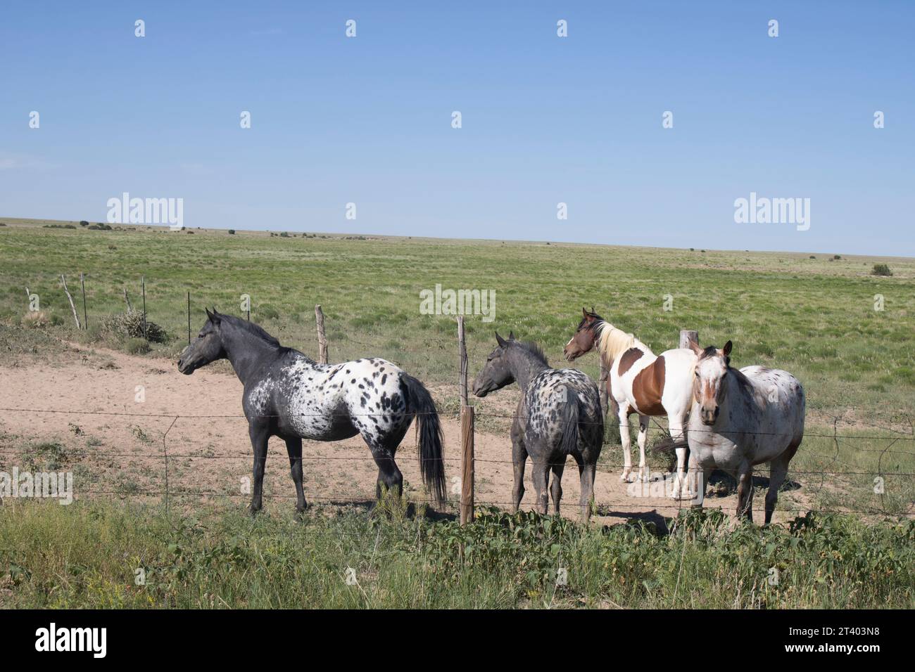 Gruppe indianischer Ponypferde auf dem Bauernhof in der Prärie von Kansas Stockfoto