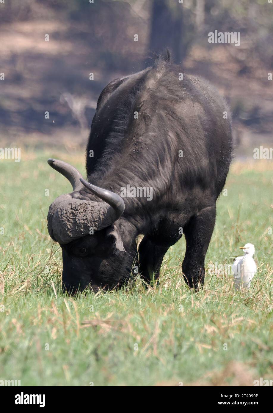 Cape Buffalo, African Buffalo, Kaffernbüffel, Buffle d'Afrique, Syncerus Caffer Caffer, Kafferbivaly, Chobe Nationalpark, Botswana, Afrika Stockfoto