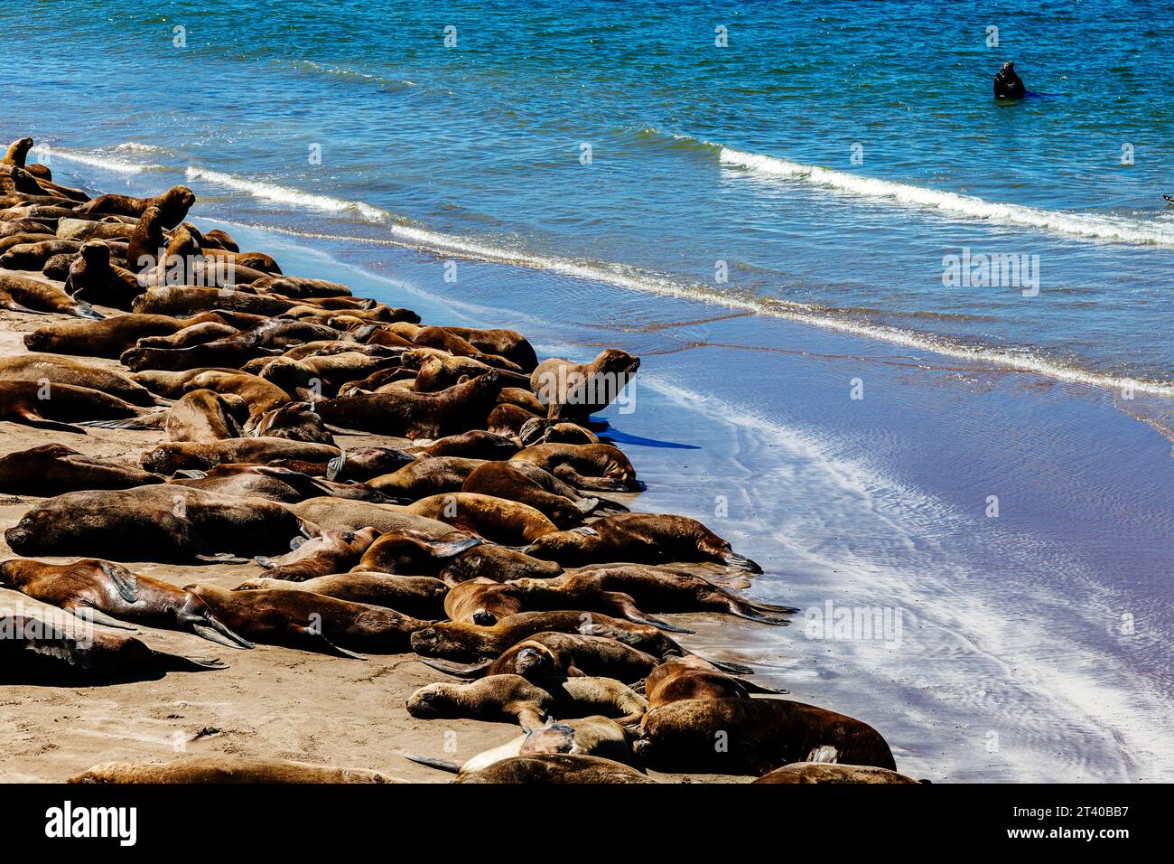 Viele Seelöwen befinden sich am Strand neben dem Hafen von Necochea in Argentinien. Stockfoto