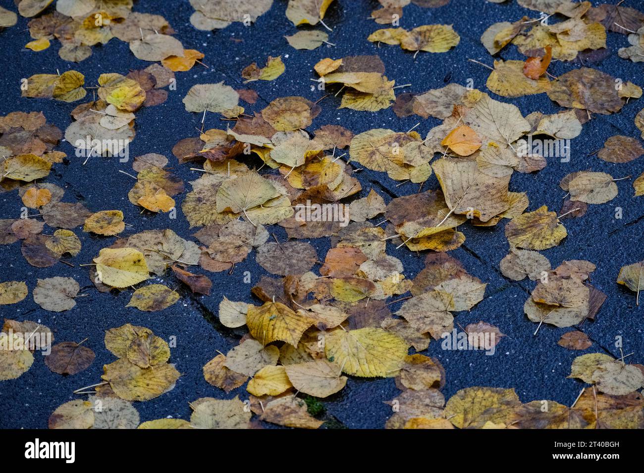Düsseldorf 27.10.2023 Herbstlaub Herbst Herbstfarben Baum Laubbaum Laubbäume Herbstsonne Herbstwetter Herbstblätter Rutschgefahr Glätte Unfallgefahr Unfallversicherung Berufsgenossenschaft Auto Bremsweg Düsseldorf Nordrhein-Westfalen Deutschland *** Düsseldorf 27 10 2023 Herbstblätter Herbstfarben Bäume Laubbäume Laubbäume Herbst Sonne Herbst Wetter Herbst Blätter rutschige Hanglage Unfallgefahr Unfallversicherung Berufsverband Auto Bremsweg Düsseldorf Nordrhein-Westfalen Deutschland Credit: Imago/Alamy Live News Stockfoto