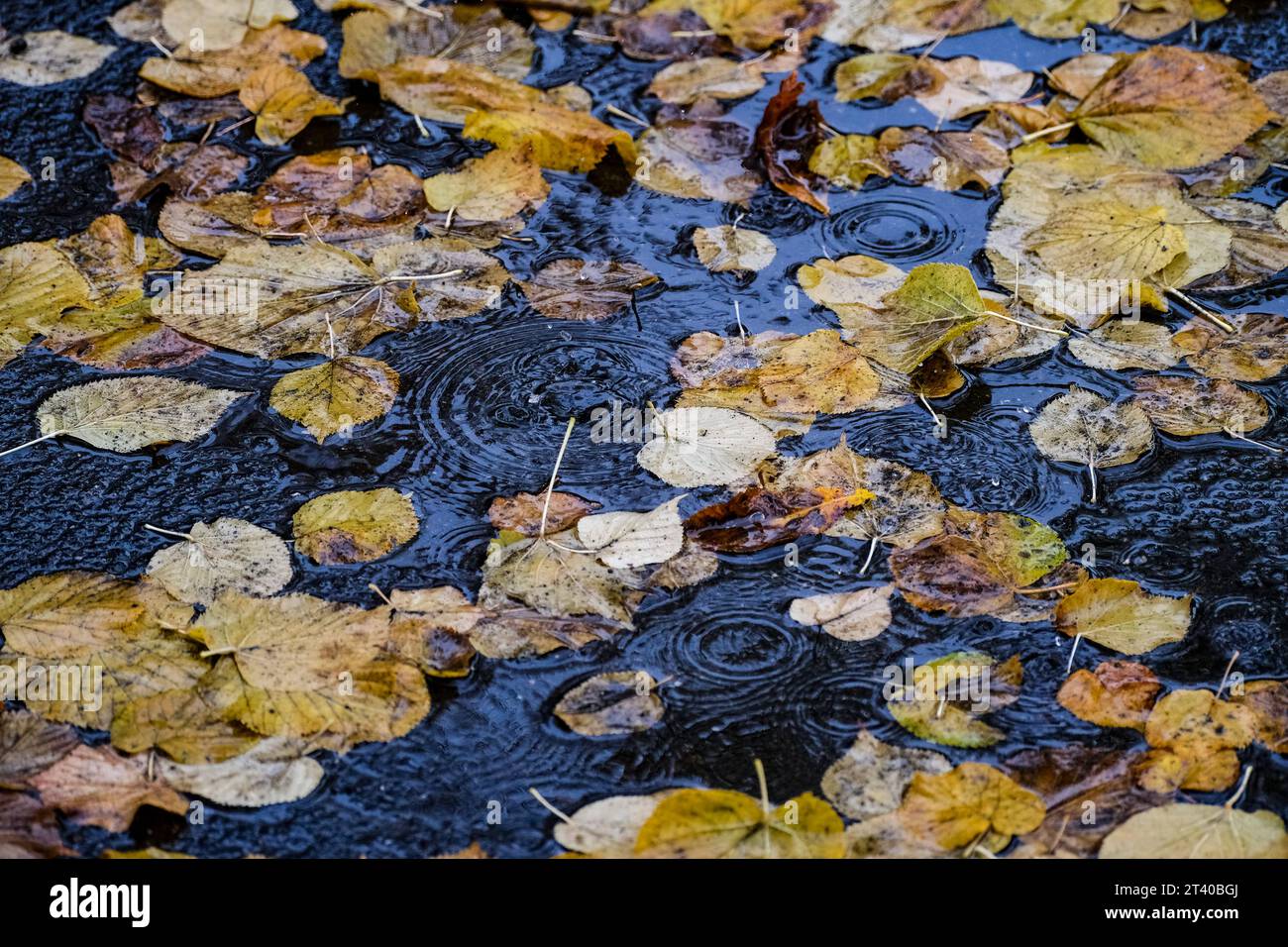 Düsseldorf 27.10.2023 Herbstlaub Herbst Herbstfarben Baum Laubbaum Laubbäume Herbstsonne Herbstwetter Herbstblätter Rutschgefahr Glätte Unfallgefahr Unfallversicherung Berufsgenossenschaft Auto Bremsweg Düsseldorf Nordrhein-Westfalen Deutschland *** Düsseldorf 27 10 2023 Herbstblätter Herbstfarben Bäume Laubbäume Laubbäume Herbst Sonne Herbst Wetter Herbst Blätter rutschige Hanglage Unfallgefahr Unfallversicherung Berufsverband Auto Bremsweg Düsseldorf Nordrhein-Westfalen Deutschland Credit: Imago/Alamy Live News Stockfoto