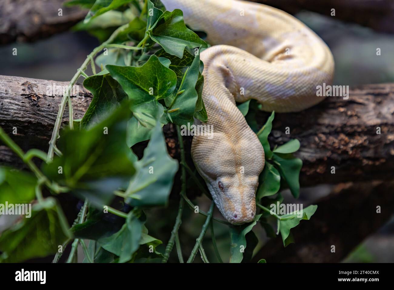 Ein Bild eines Albino-burmesischen Pythons im Oslo Reptilienpark. Stockfoto