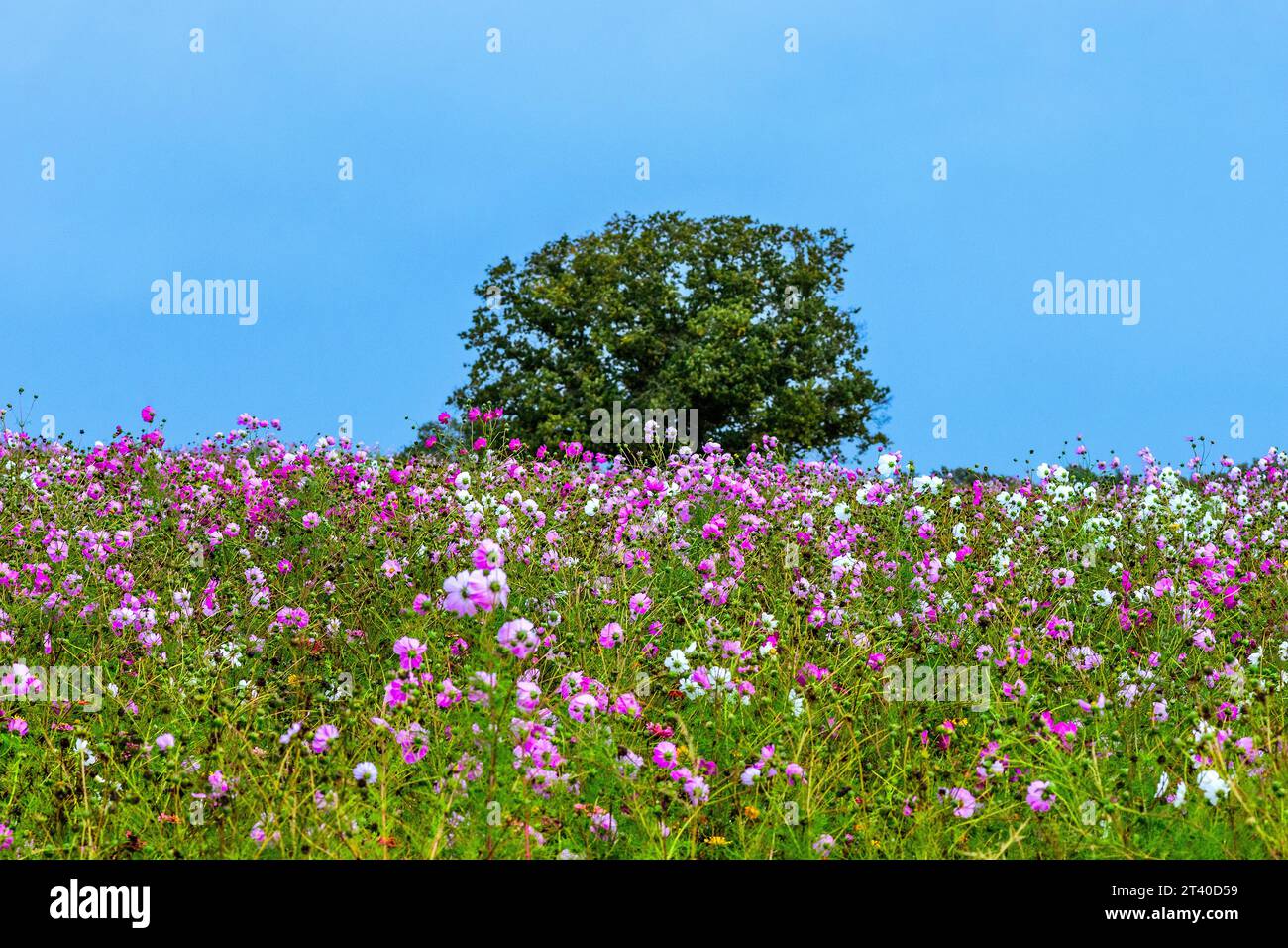 Großes Ackerfeld von Cosmos-Pflanzen in voller Blüte - Indre (36), Frankreich. Stockfoto
