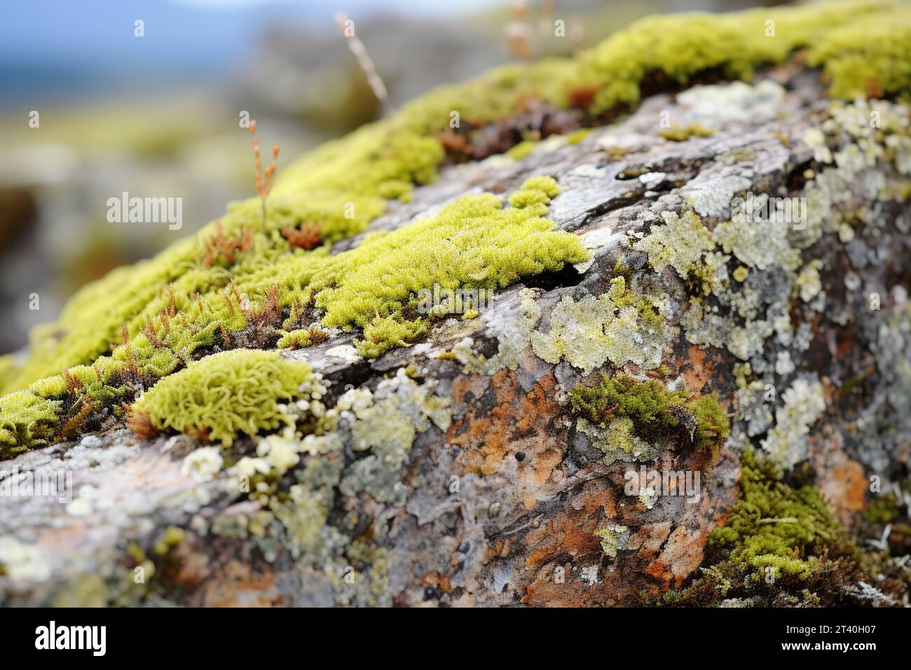 Nahaufnahme von bunten Flechten, die auf einem Felsen in der Tundra wachsen. Verschiedene Grün-, Gelb-, Orange- und Rottöne, die einen schönen Kontrast zum darstellen Stockfoto