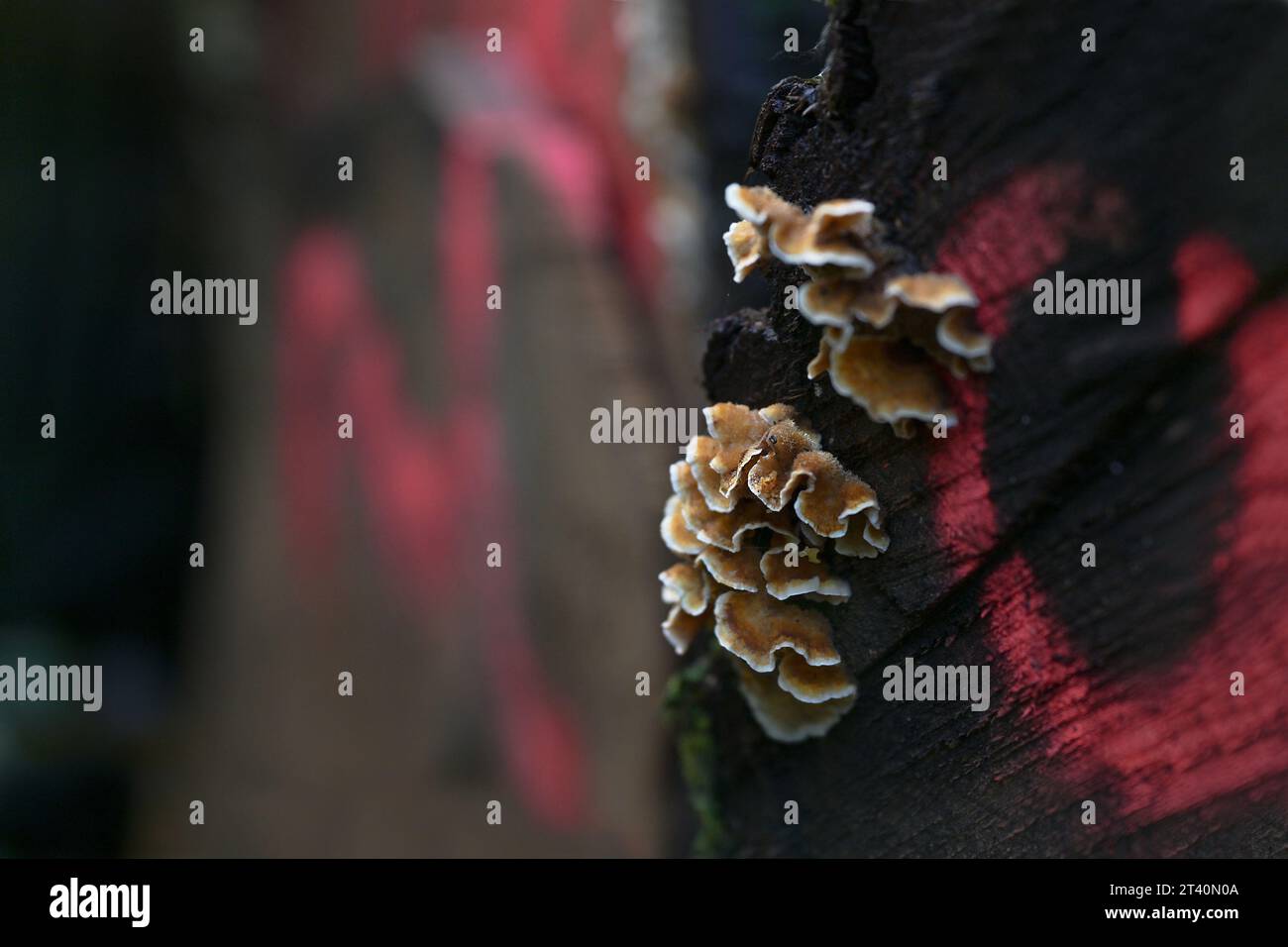 Ockerfarbener Pilz mit weißem Faltenrand auf einem gefellten dunklen Baumstamm mit roten Markierungen, Nahaufnahme, Kopierraum, ausgewählter Fokus, sehr schmale Tiefe Stockfoto