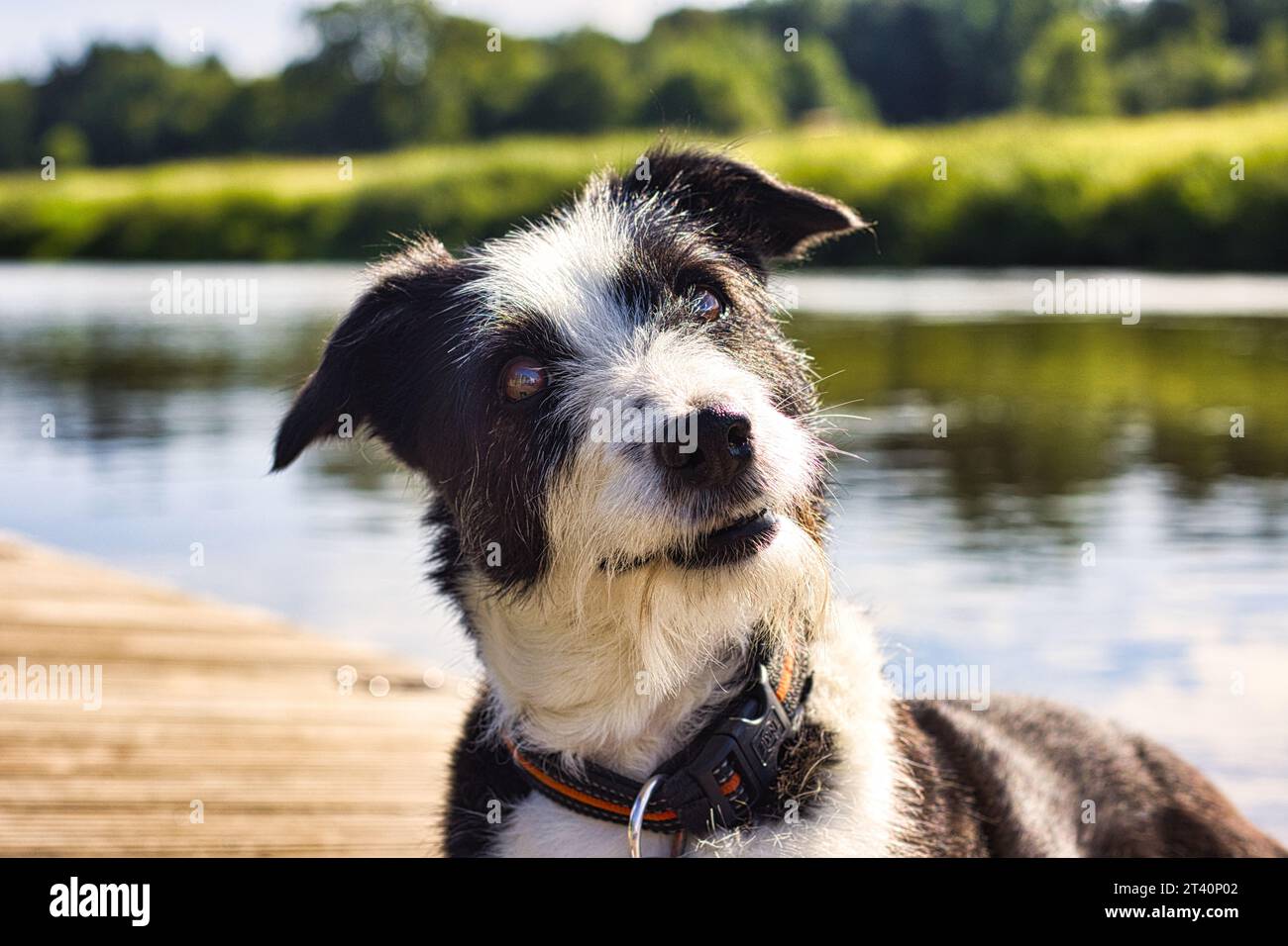 Border Collie - netter Hund Stockfoto