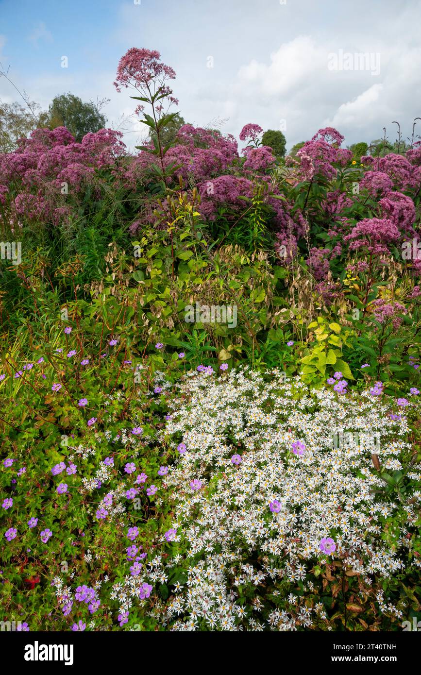 Hohe, im Spätsommer blühende Pflanzen in der krautigen Grenze bei RHS Bridgewater, Worsley, Manchester, England. Stockfoto