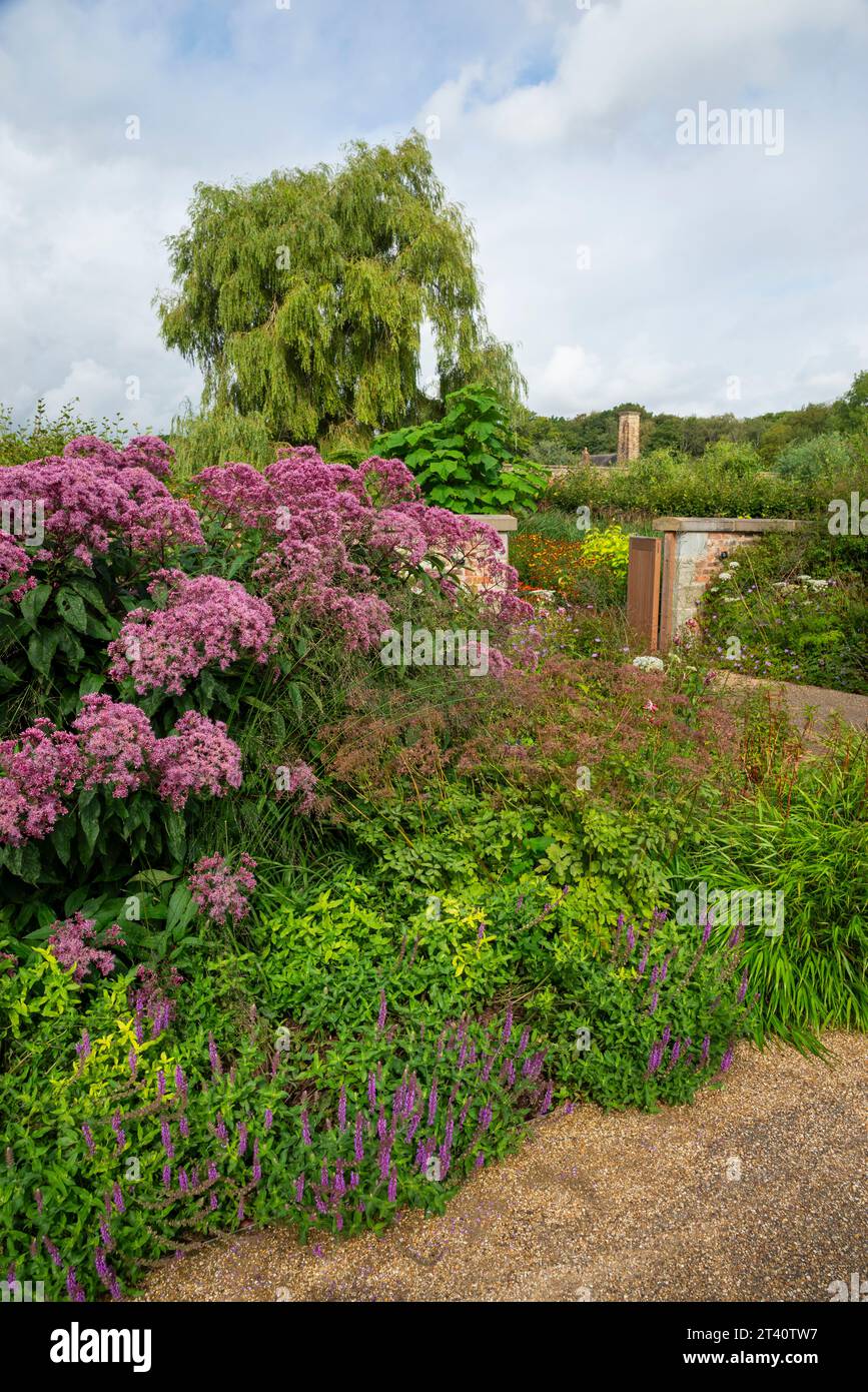 Hohe, im Spätsommer blühende Pflanzen in der krautigen Grenze bei RHS Bridgewater, Worsley, Manchester, England. Stockfoto