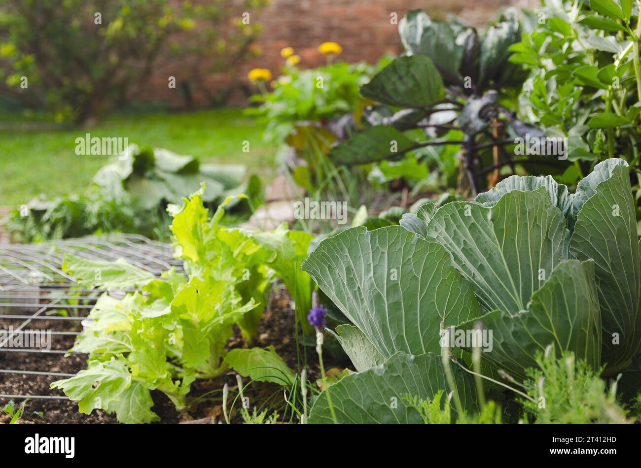 Bio-Gemüsegarten mit grünen Pflanzen und Blumen, die im Boden wachsen. Stockfoto