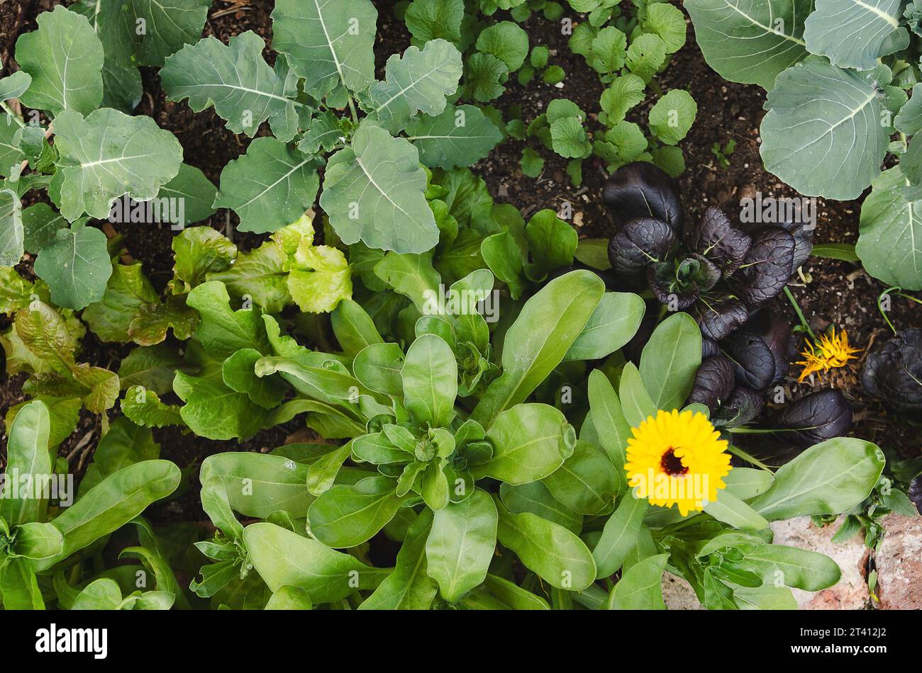 Gemüse und Blumen wachsen in einem städtischen Gemüsegarten. Stockfoto