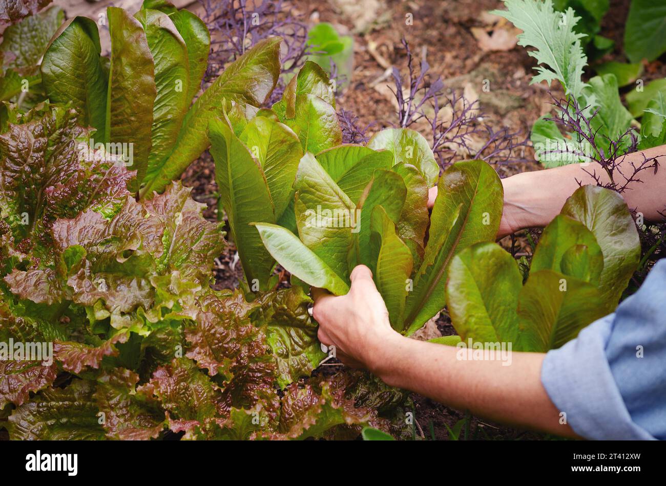 Junge Frauenhände ernten Bio-Salatblätter in einem städtischen Garten. Stockfoto