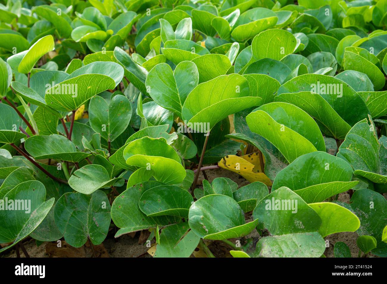 Die Ziegenfußpflanze Beach Morning Glory oder Ipomoea pes-caprae ist eine Kräuterpflanze, die am Strand wächst Stockfoto