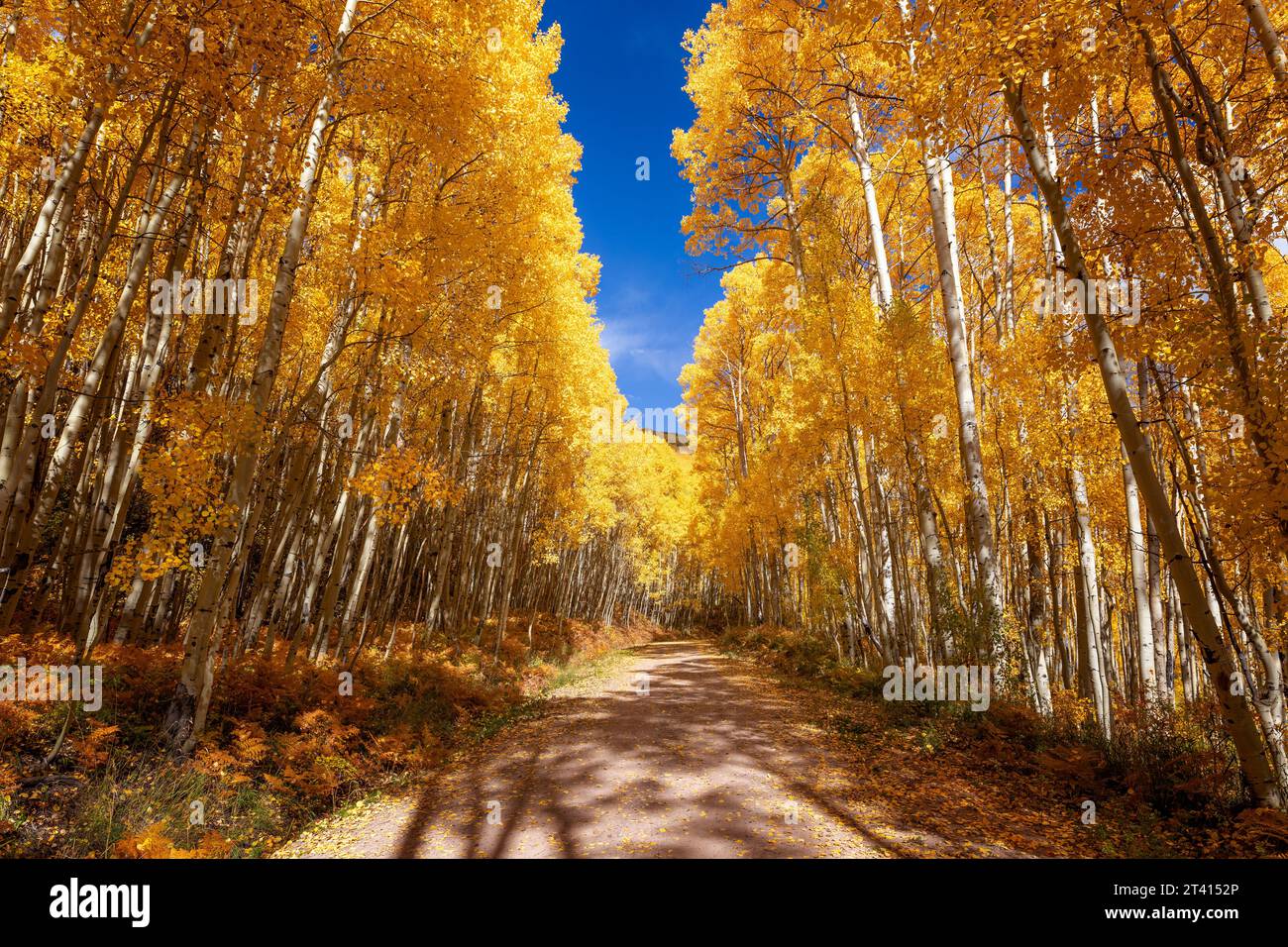 Feldweg durch Aspen-Bäume im Herbst in Colorado Stockfoto