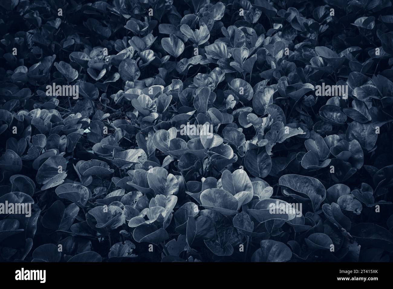 Ziegenfuß-Kriechpflanze, Beach Morning Glory oder Ipomoea pes-Caprae auf schwarz-weißem Hintergrund Stockfoto