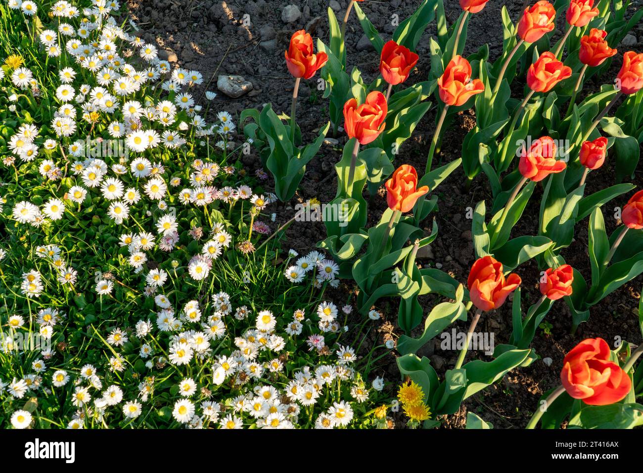 Blütenkontrast im Blumenbett: Eine dekorative Textur aus alternierenden weißen englischen Gänseblümchen und orange-roten Tulpen. Blick von oben auf wunderschön Stockfoto