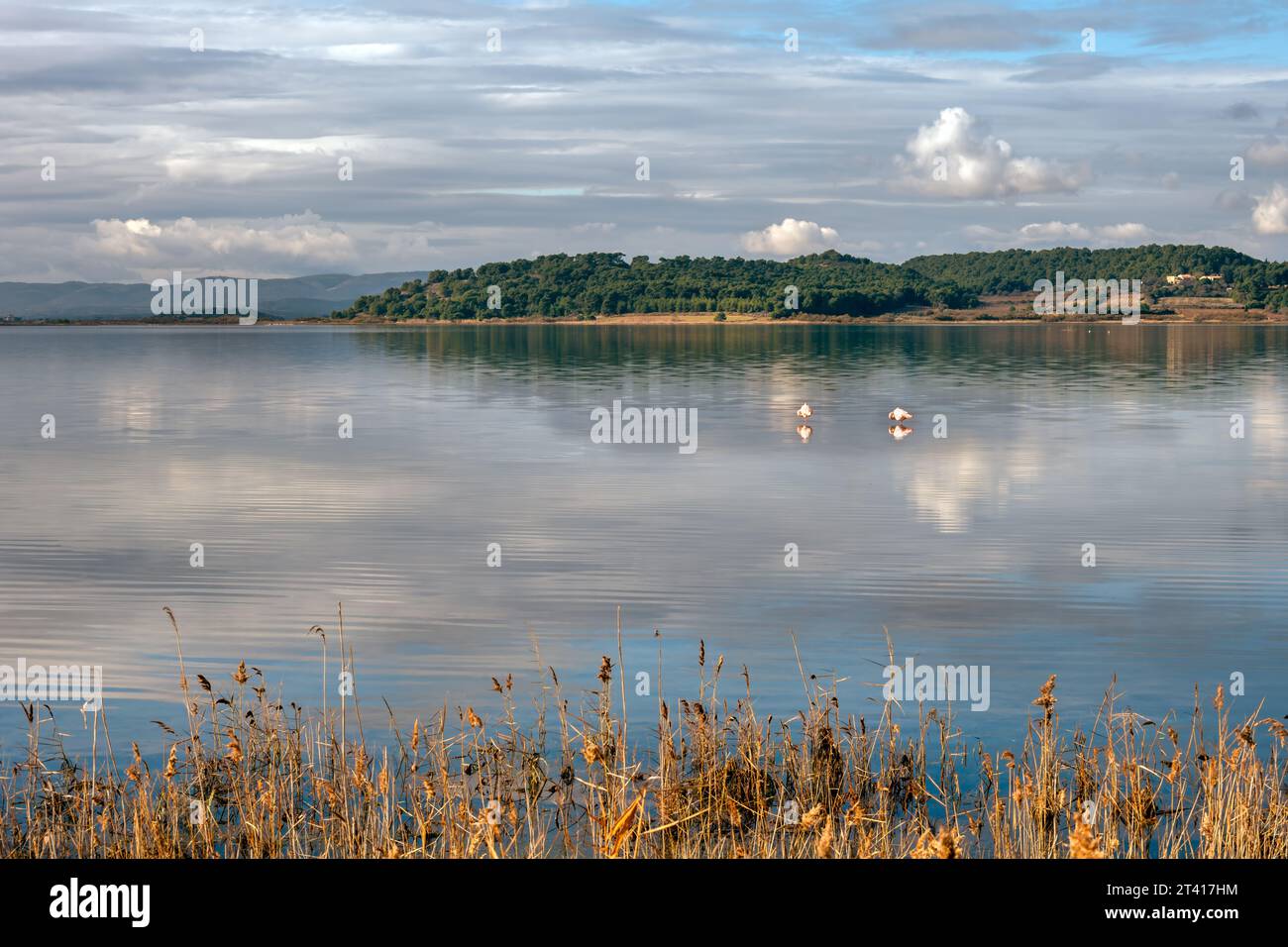 Zwei rosa Flamingos im étang von Gruissan (Gruissan See), Okzitanien, Frankreich Stockfoto