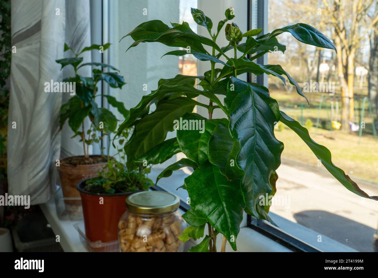 Zimmerpflanzen auf der Fensterbank: Ein Coffee Tree zu Hause wachsen. Nahaufnahme der üppigen grünen Blätter des Coffee Tree. Stockfoto