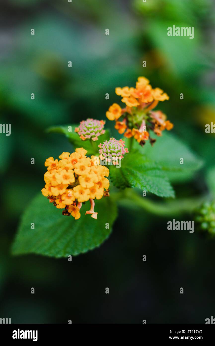 Selektiver Fokus der schönen lantana Camara, gelbe Lantana Blume Stockfoto