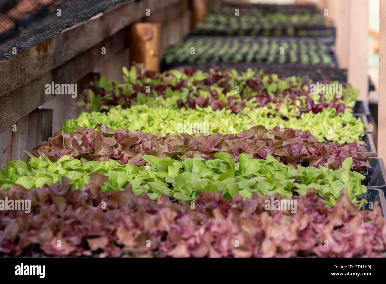 Salat beginnt im Gewächshaus der Minam River Lodge, Oregon. Stockfoto