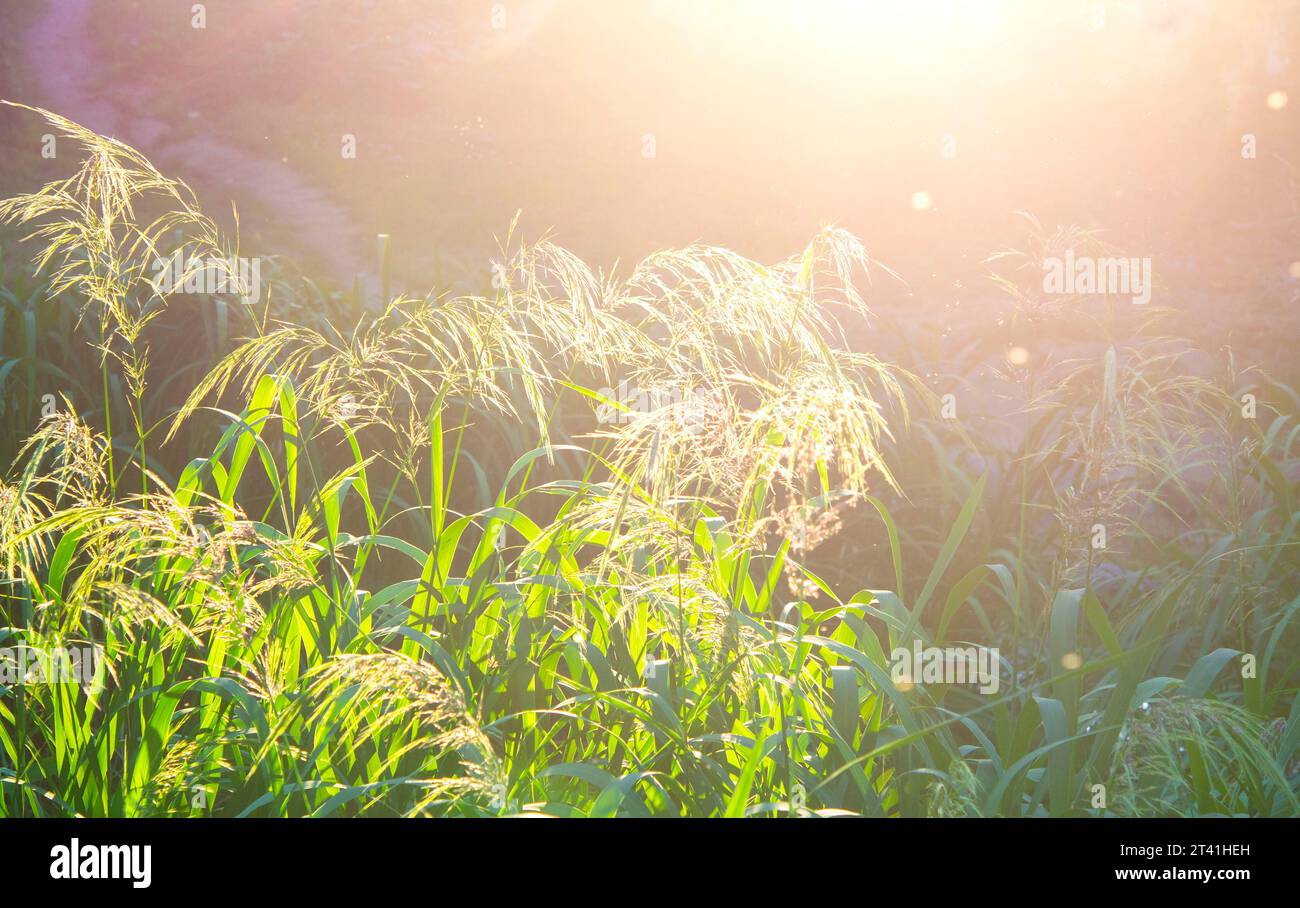 Grüne Wiese flauschige Blütenpanister mit strahlender Sonne am sonnigen Sommertag Abend. Federgras. Natürlicher Hintergrund Natur Hintergrund Stockfoto