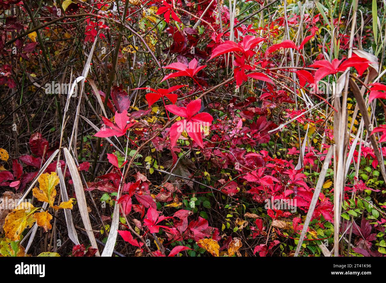 Herbst mit purpurrotem Virginia Creeper im Jamaica Bay Wildlife Refuge Ende Oktober Stockfoto