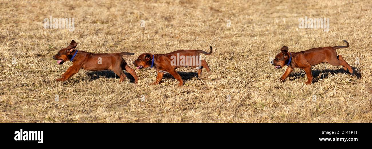 Forschungsstudie über Bewegungsstadien, Welpenhund, der im Gras läuft, Hochgeschwindigkeitsfotografie Stockfoto