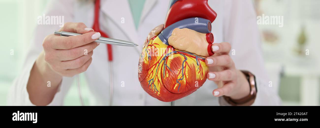 Erfahrener Kardiologe zeigt Stift auf detailliertes Herzmodell Stockfoto