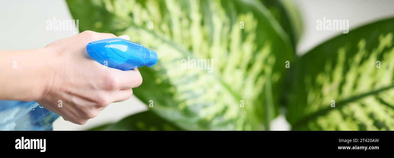 Eine fürsorgliche Hausfrau sprüht frisches Wasser auf große Pflanzenblätter Stockfoto