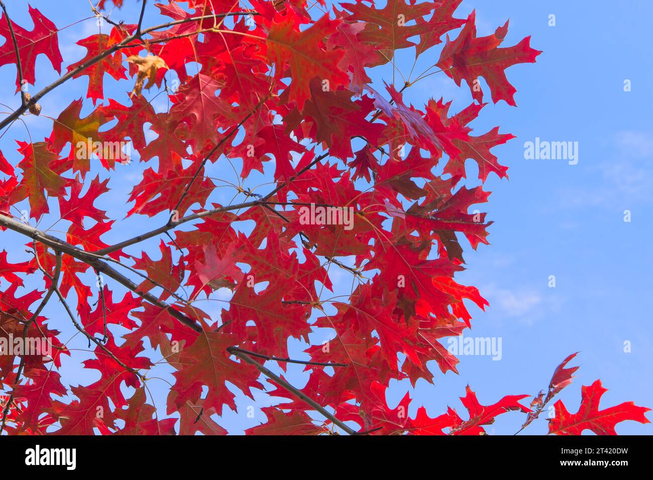 Ein abstrakter Blick auf rote Blätter vor einem blauen Himmel im Herbst in Nord-Idaho. Stockfoto