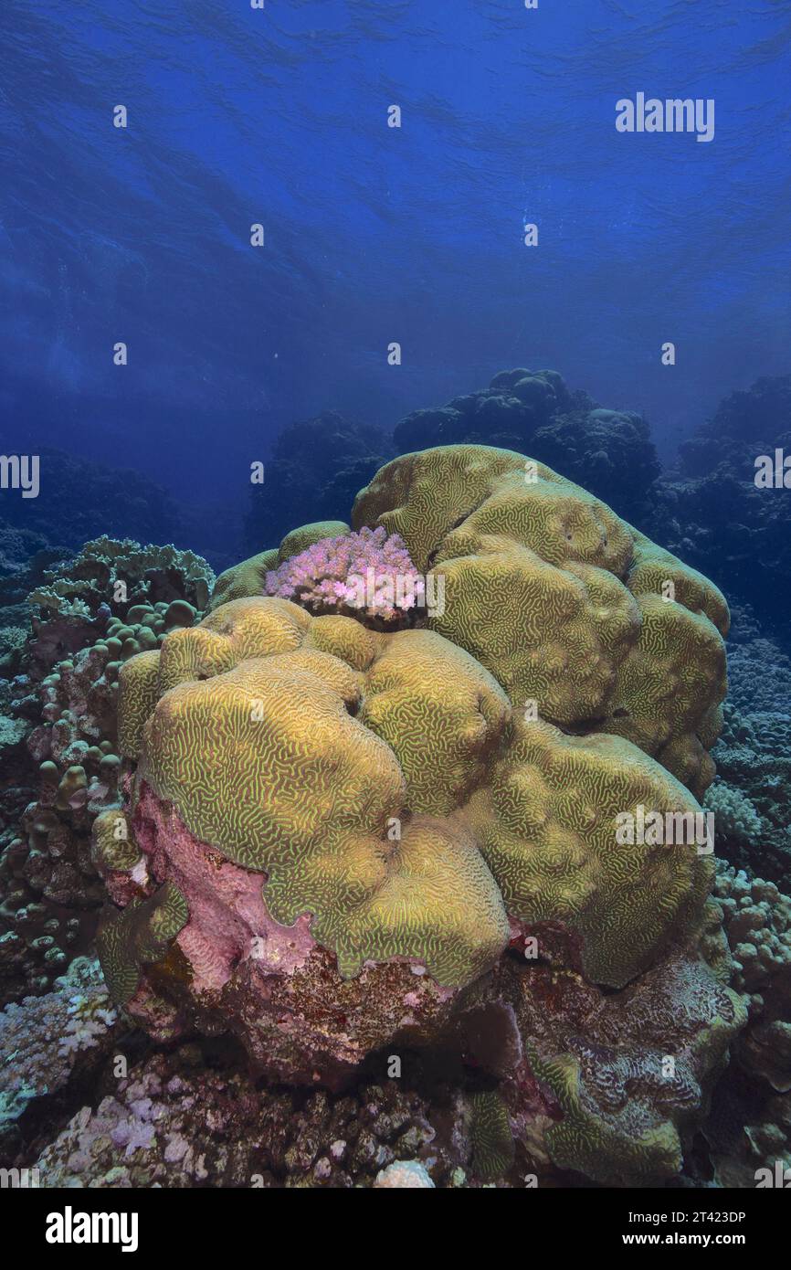 Raue Hirnkorallen (Platygyra daedalea), Tauchplatz Sataya Reef, Rotes Meer, Ägypten Stockfoto