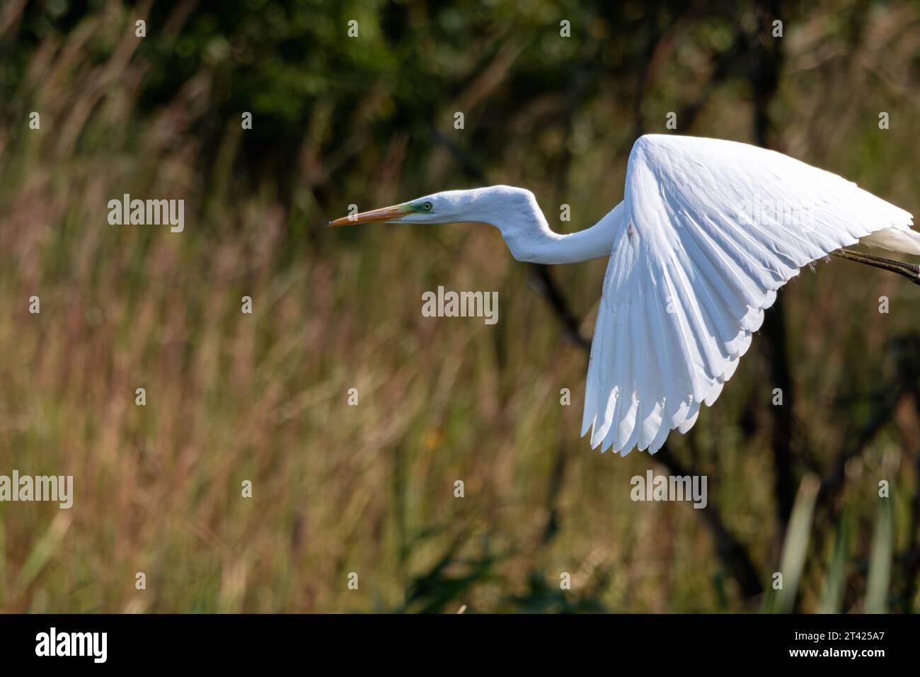 Ein majestätischer Vogel unbekannter Arten gleitet anmutig am Himmel, in der Nähe einer Ansammlung von üppig grünen Bäumen Stockfoto