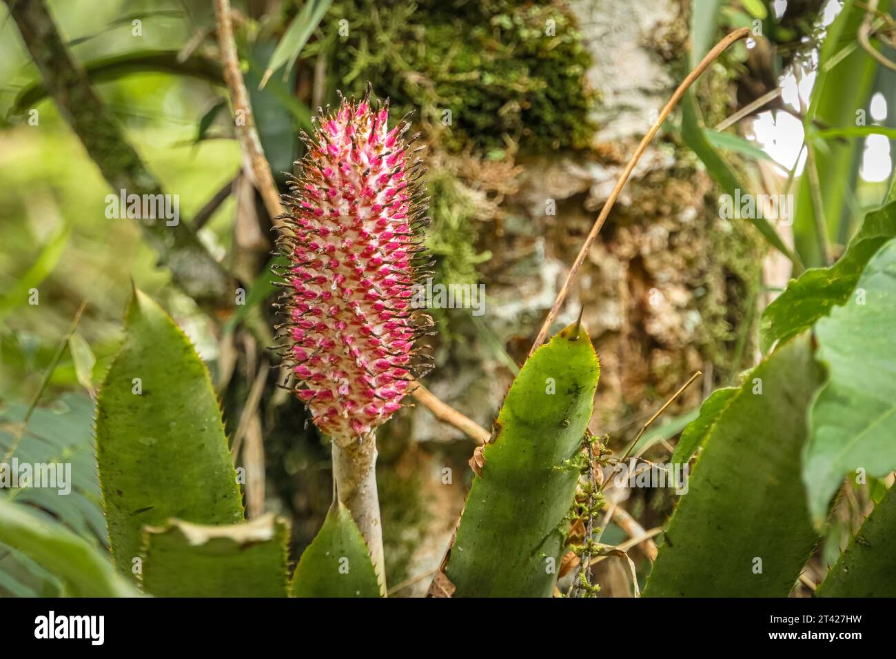 Filigranrote Blüten in natürlicher Umgebung, Itatiaia, Brasilien Stockfoto