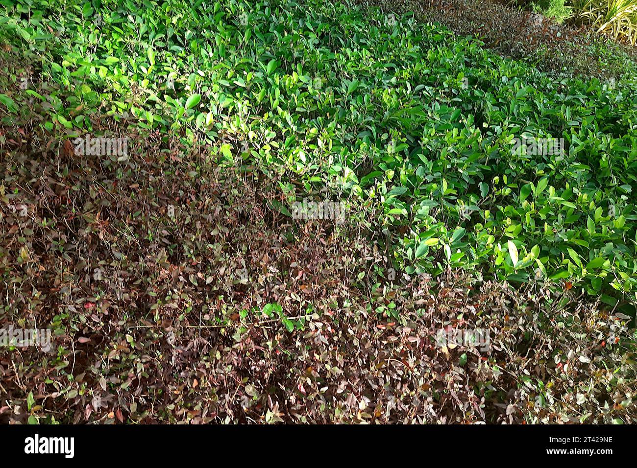 Blick auf braune und grüne Vegetationsflächen in einem öffentlichen Park Stockfoto