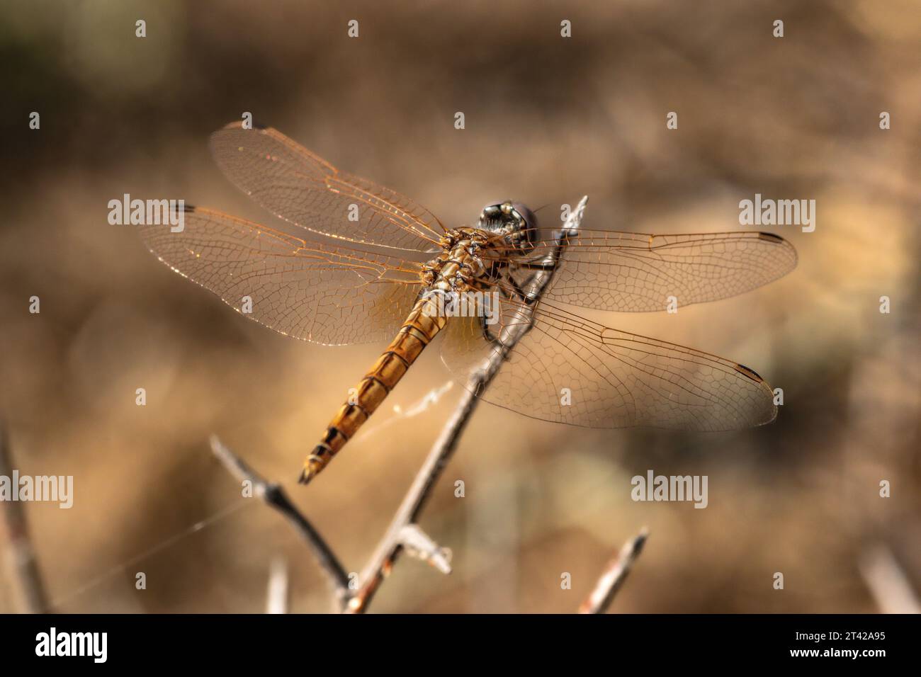 Eine wunderschöne Libelle, die auf einem schmalen Stock im Freien thront Stockfoto