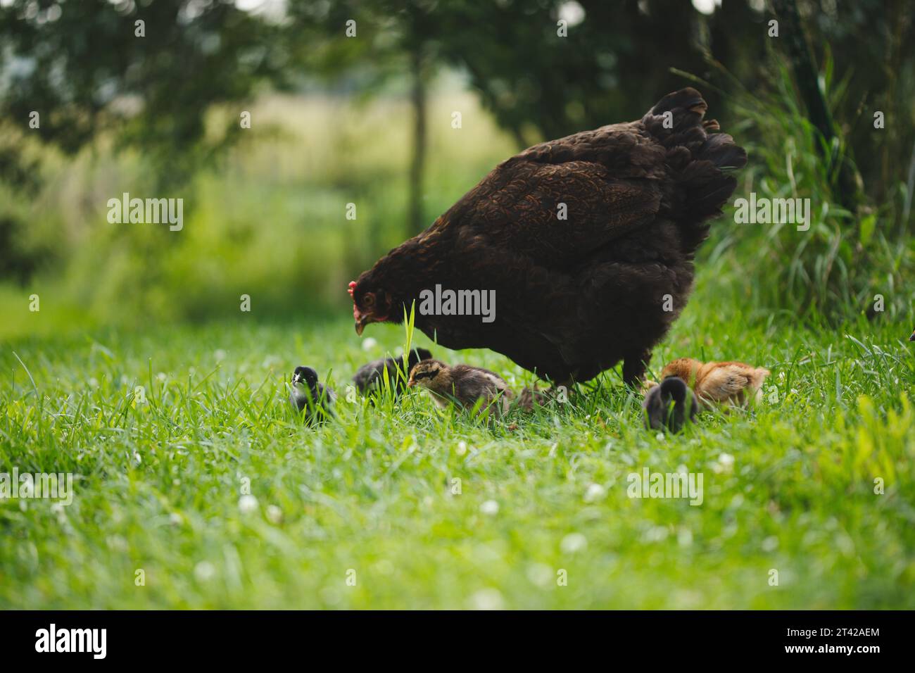 Ein Nahbild einer kleinen Hühnerherde mit zwei großen Hühnern und einer Handvoll kleiner Küken, die zusammen auf einem grasbewachsenen Feld stehen Stockfoto