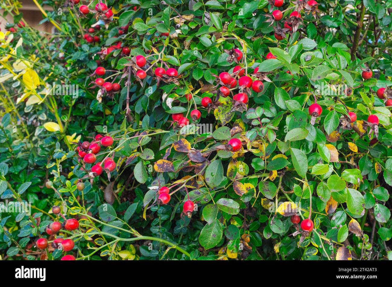 Rose Hüften (Rosa) – hellrote Rose Hüften im Herbst im Kontrast zu den grünen Blättern. Stockfoto