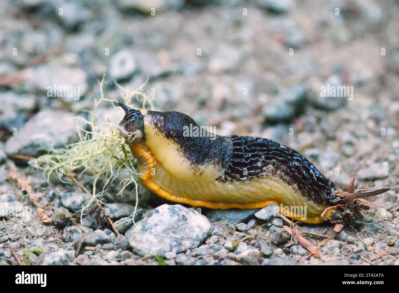 Ein schwarz-gelber Pacific Banana Slug (Ariolimax columnianus) isst Moos auf einem Kiesweg. British Columbia, Kanada. Stockfoto