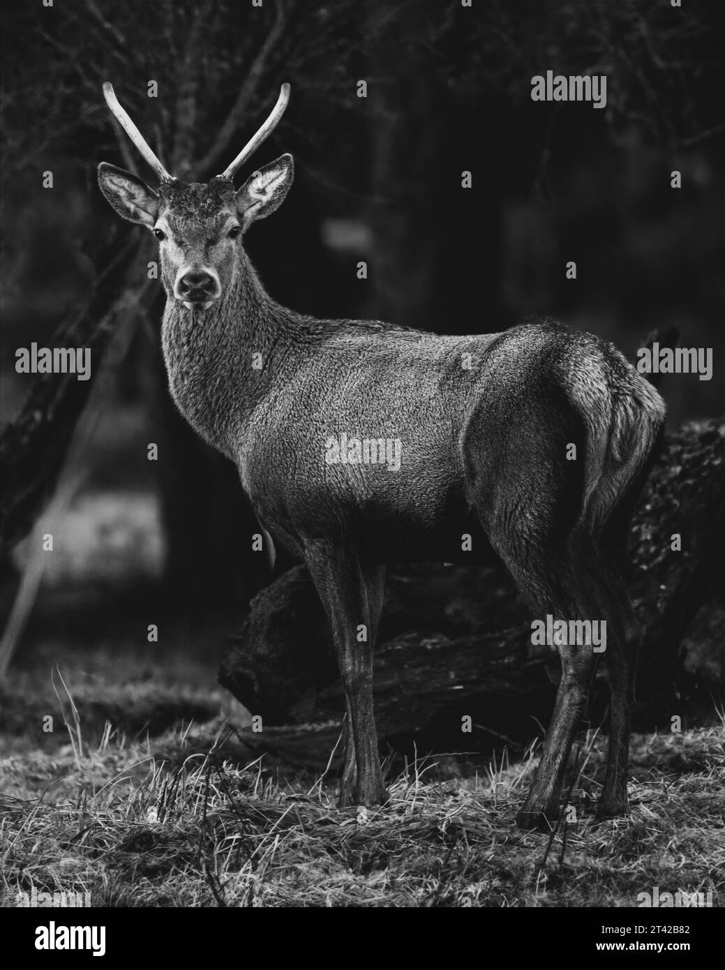 Schwarz-weiß eines jungen eleganten Weißschwanzhirsches in einem dunklen Wald Stockfoto