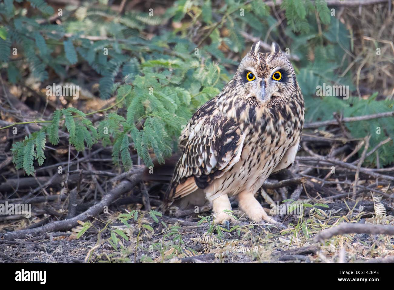 Kurzohrige (Asio flammeus) auf dem Waldboden – Nahaufnahme der Wilden Gelbäuge in Natural Habitat, Indien Stockfoto