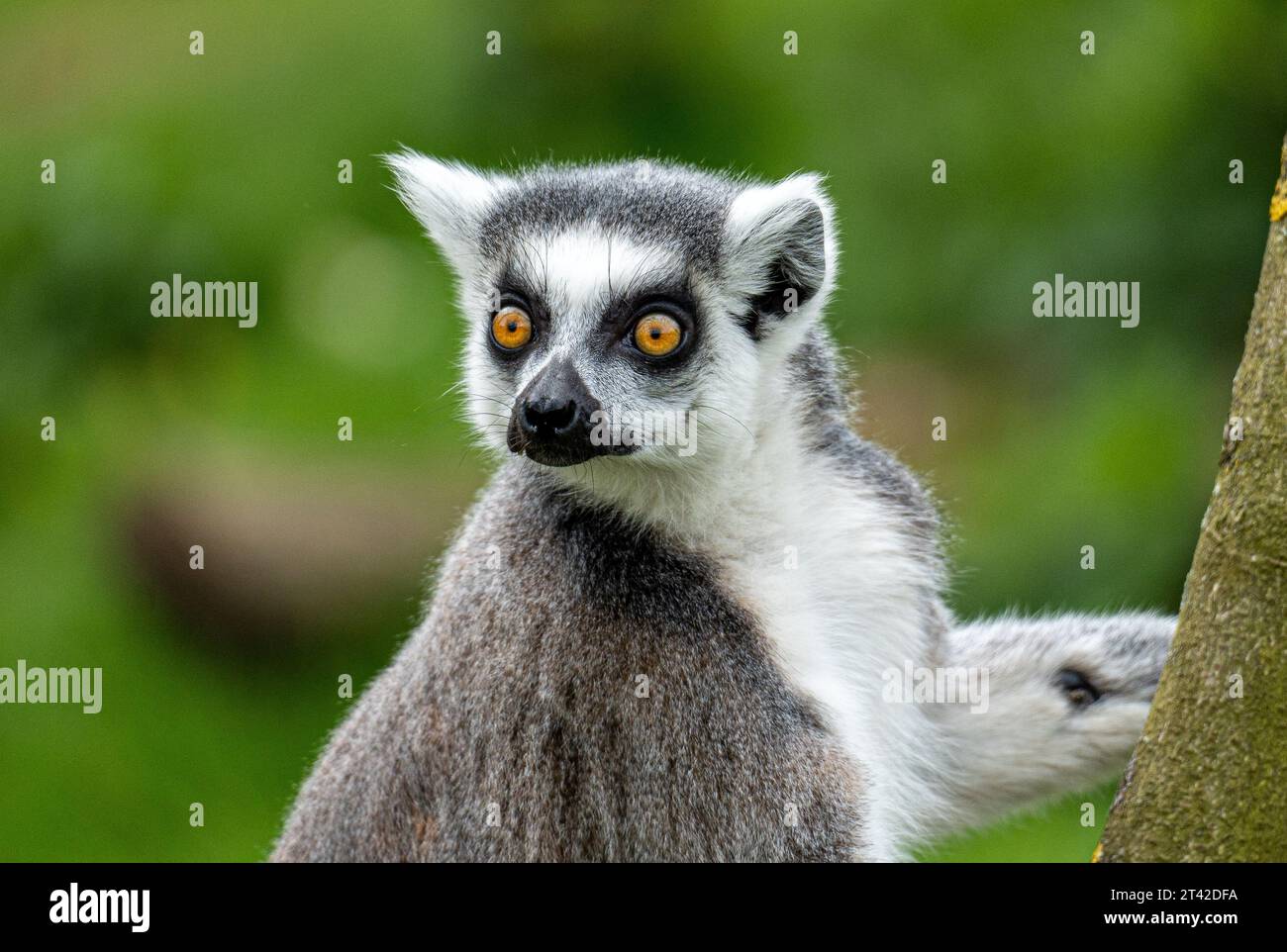 Eine Lemur, die auf einem Baumzweig in einer üppigen Umgebung im Freien thront, der Blick nach außen gerichtet ist Stockfoto