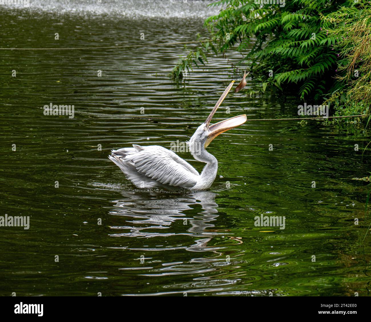 Ein brauner Pelikan schwimmt in einem Gewässer, dessen langer Schnabel offen ist und einen Fisch im Inneren zeigt Stockfoto