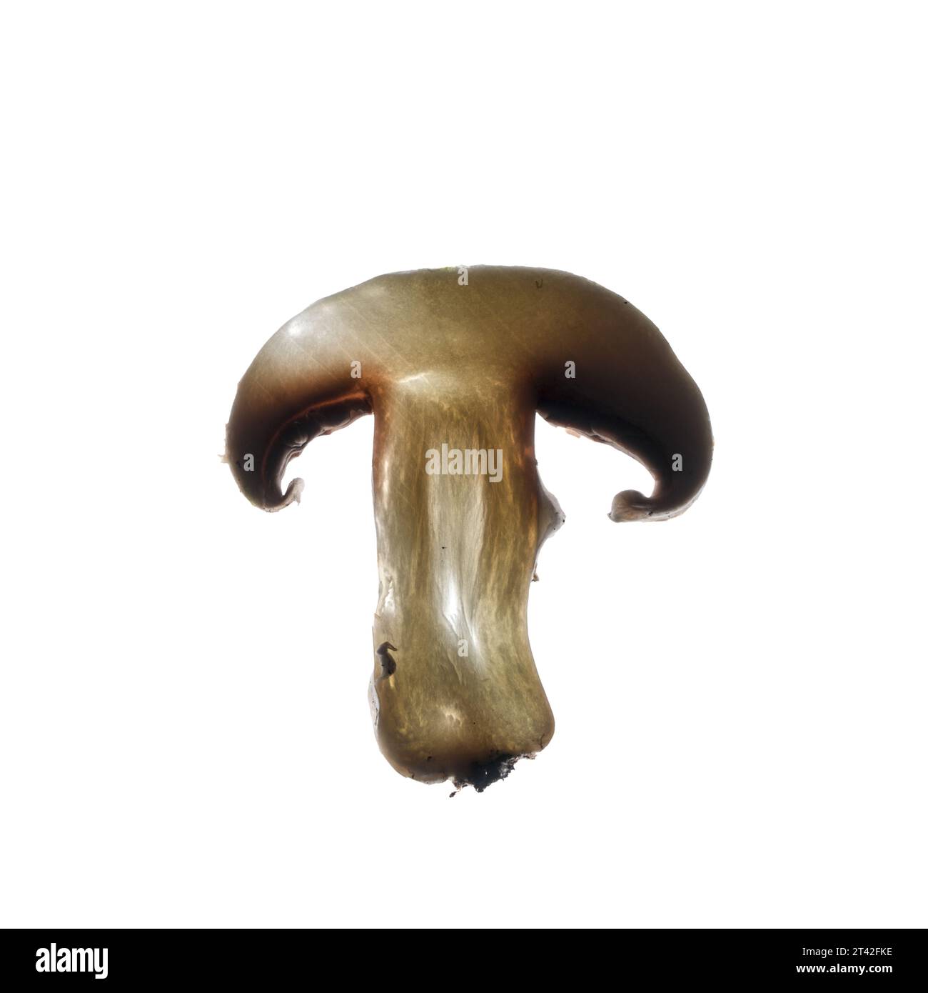 Pilz Scheibe beleuchtet von der Rückseite Stockfoto