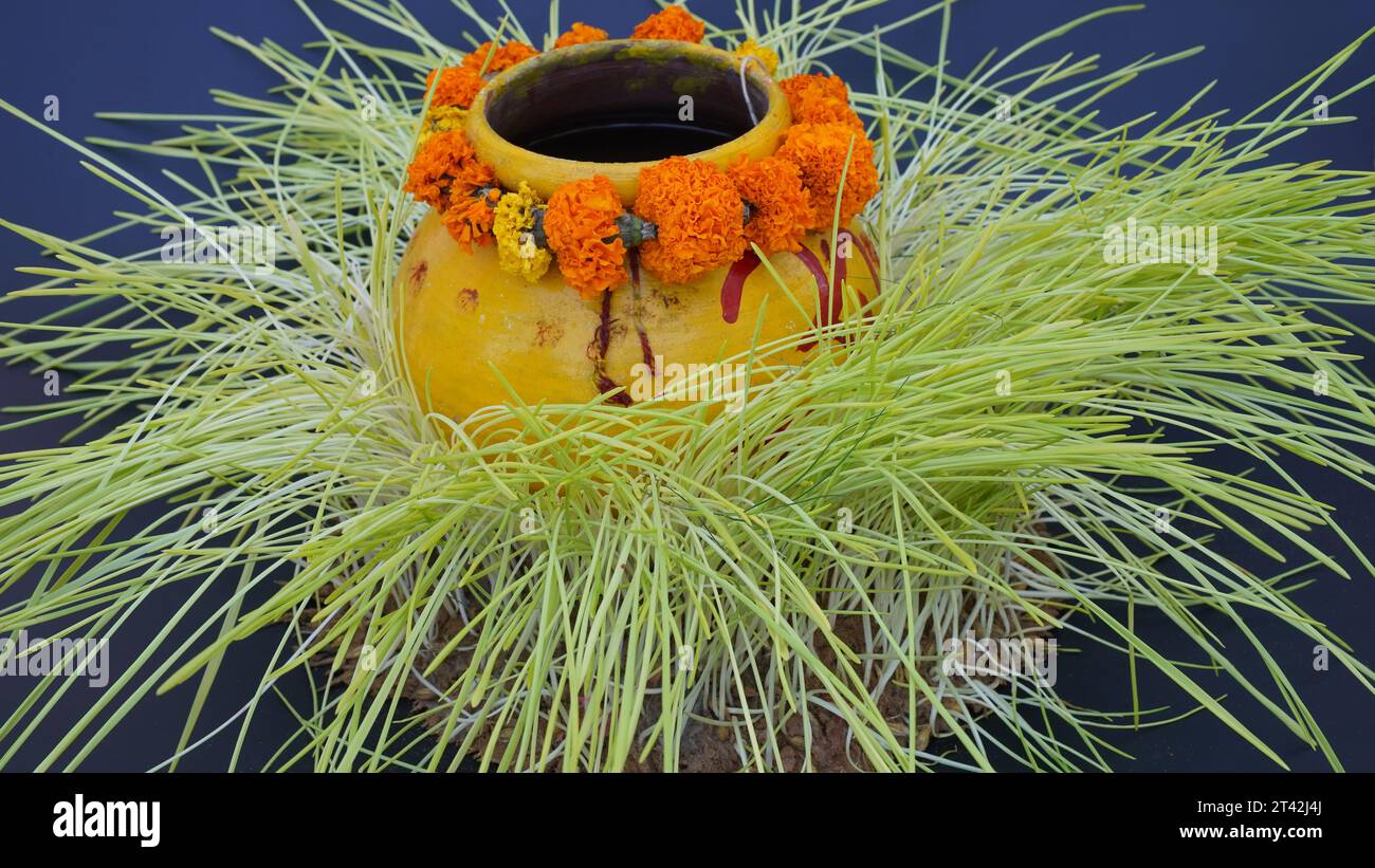 Detox Food Superfood Green Bio Gerste Sprout Gras. Trend der Gesundheit. Frisches grünes Bio-Weizengras Stockfoto