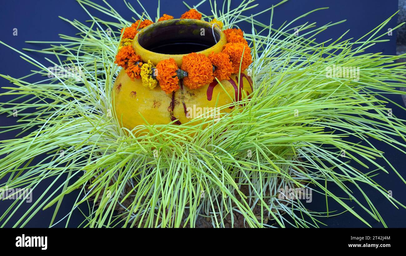 Detox Food Superfood Green Bio Gerste Sprout Gras. Trend der Gesundheit. Frisches grünes Bio-Weizengras Stockfoto