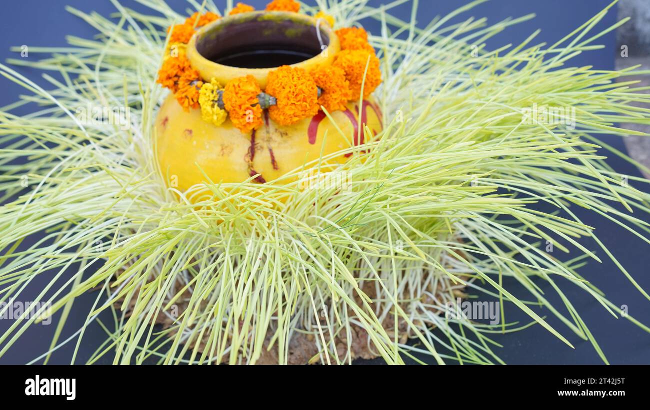 Detox Food Superfood Green Bio Gerste Sprout Gras. Trend der Gesundheit. Frisches grünes Bio-Weizengras Stockfoto
